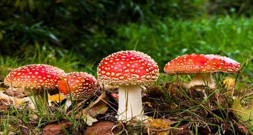 蘑菇视频吃瓜爆料网最新版,揭秘娱乐圈惊天大瓜! 第1张 蘑菇视频吃瓜爆料网最新版,揭秘娱乐圈惊天大瓜! 第1张