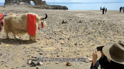 西藏抖音网红吃瓜,揭秘高原美食背后的故事 第1张 西藏抖音网红吃瓜,揭秘高原美食背后的故事 第1张